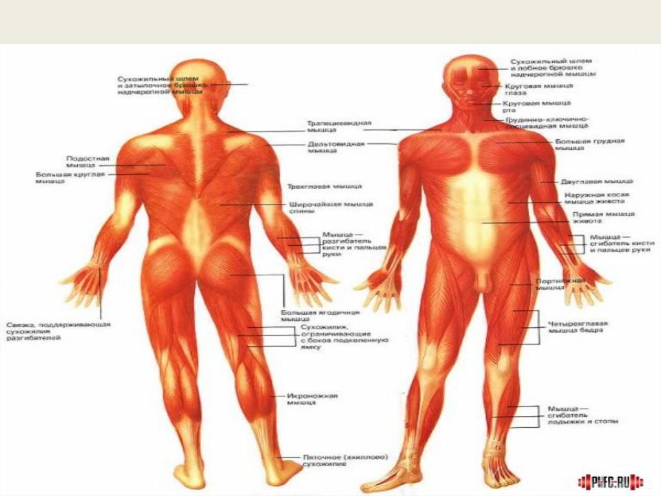 Мышечная система какие органы входят. Мышечная система. Мышечная система человека для детей. Мышечная система детей анатомия. Мышечное строение человека для детей.