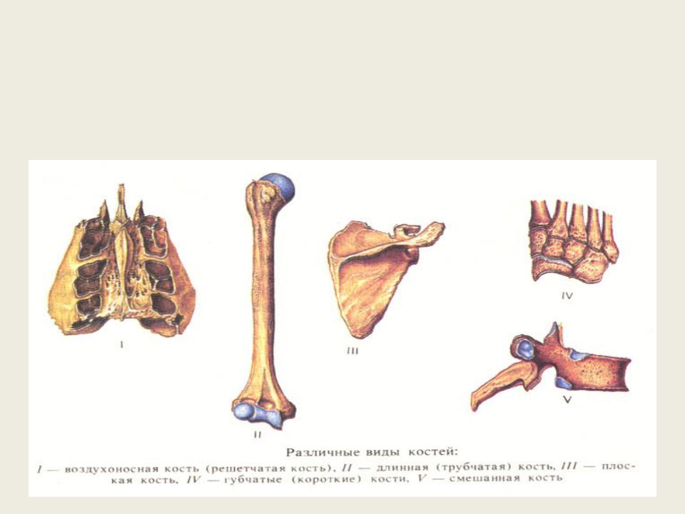 Губчатые кости кости конечностей. Кости трубчатые губчатые плоские смешанные. Схема строения плоских костей. Типы костей трубчатые губчатые плоские. Позвонки это кости плоские губчатые трубчатые.
