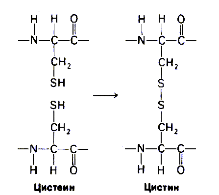 Дисульфидная связь в молекуле белка