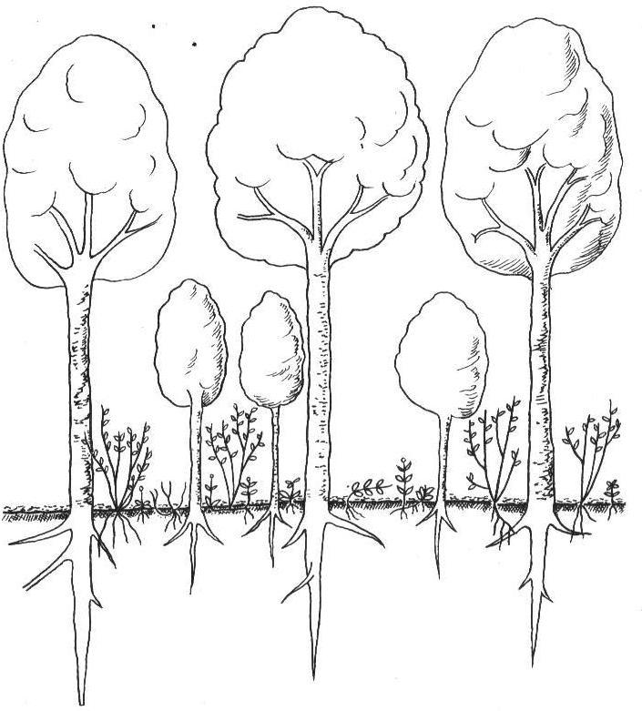 Рисунок смешанный. Ярусность фитоценоза. Ярусность леса с корнями. Ярусность растительного сообщества лесов. Фитоценоз Дубравы.