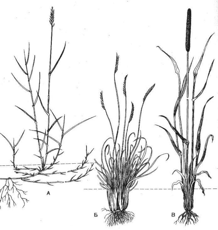Жизненные формы злаковых. Пырей ползучий кущение. Тимофеевка Луговая корневище. Тимофеевка Луговая кущение. Длиннокорневищные злаки.