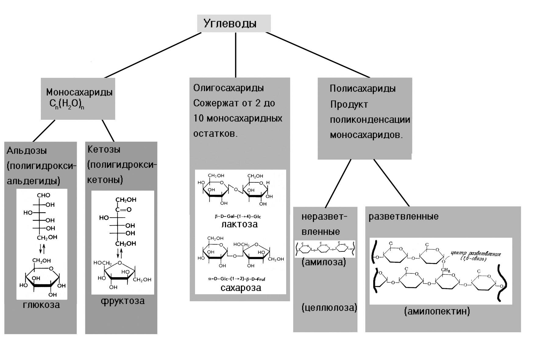 Какие органические соединения называют углеводами. Углеводы схема строения. Схема полисахарид моносахарид. Классификация углеводов моносахариды дисахариды и полисахариды. Схема классификация углеводов химия.