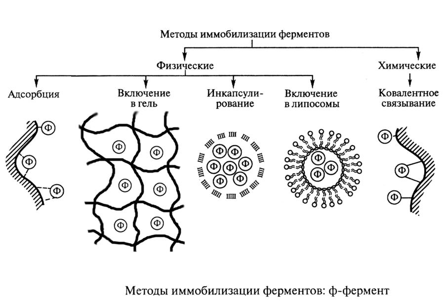 Носитель фермента. Методы иммобилизации клеток микроорганизмов. Иммобилизация бактериальных клеток схема. Механизм адсорбционного метода иммобилизации. Иммобилизованные ферменты способы иммобилизации.