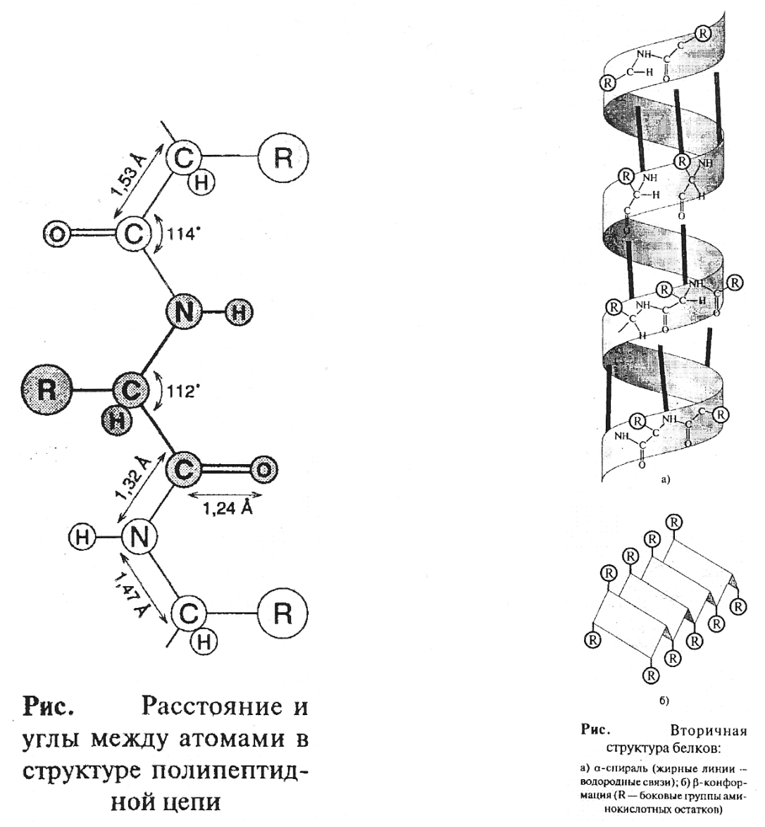 Вторичную структуру белка определяют. Супервторичная структура белка биохимия. Первичная и вторичная структура белка. Вторичная структура белка биохимия. Белок вторичная структура.