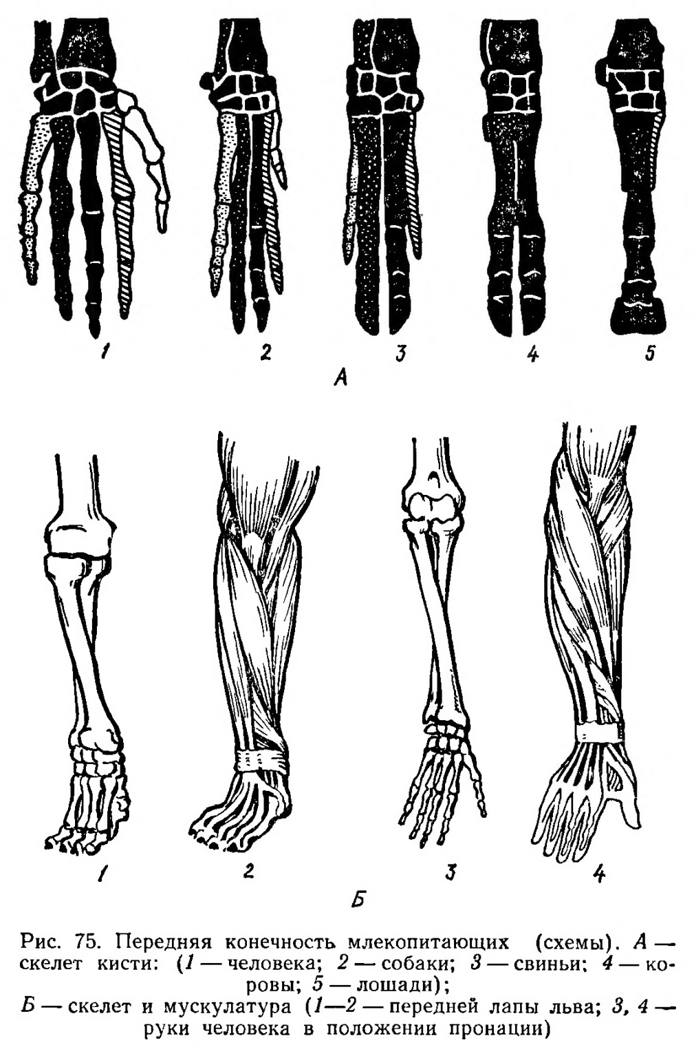 Скелет пояса задних конечностей млекопитающих
