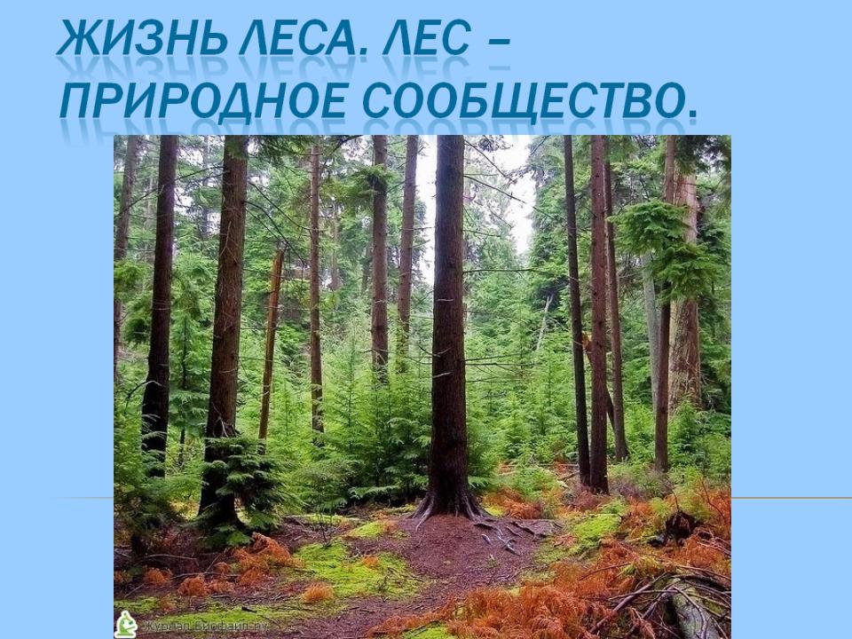 Лес является природным сообществом. Жизнь леса. Жизнь леса. Лес – природное сообщество.. Жизнь леса. Лес – природное сообщество презентация. Презентации сообщества леса.