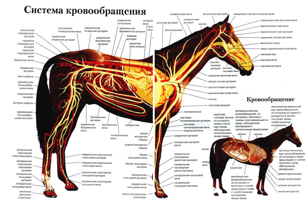 Артерии и вены животных