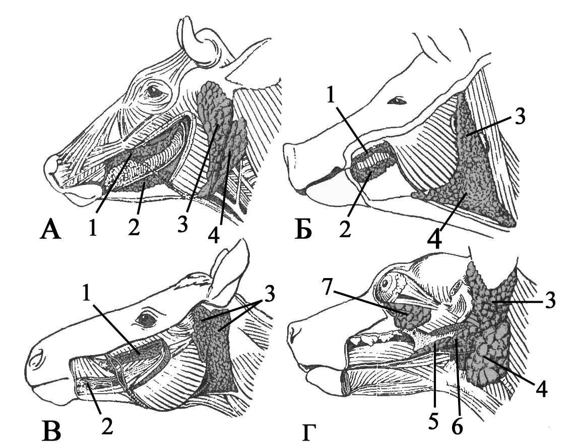 Желез животных. Слюнные железы лошади анатомия. Слюнные железы лошади строение. Околоушная слюнная железа собаки. Расположение слюнных желез у животных.