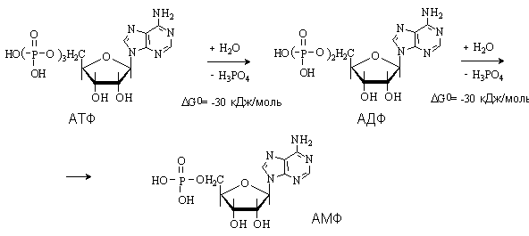 Реакция расщепления атф. Схема ступенчатого гидролиза АТФ до соответствующего нуклеозида. Схему гидролитического расщепления АТФ В организме. Схема реакции гидролиза АТФ. Гидролитическое расщепление АТФ В организме.