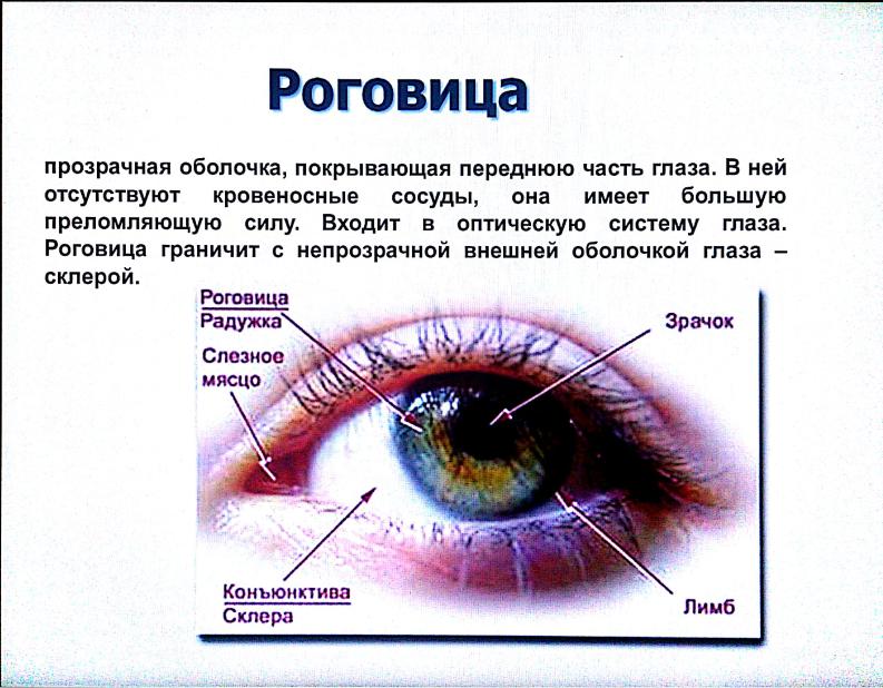 Установите соответствие между частями глаза. Прозрачная наружная оболочка глаза. Строение глаза конъюнктива склера. Белая оболочка глаза как называется.