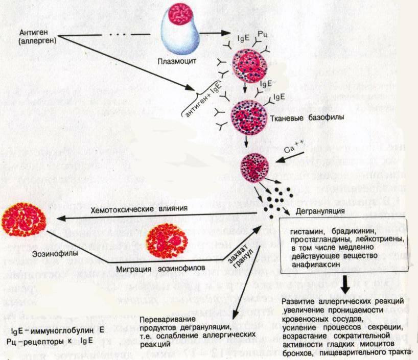 Тучные клетки аллергическая реакция. Участие базофилов в аллергических иммунных реакциях. Механизм аллергической реакции базофи. Тучные клетки иммунология. Эозинофилы 2 базофилы 2
