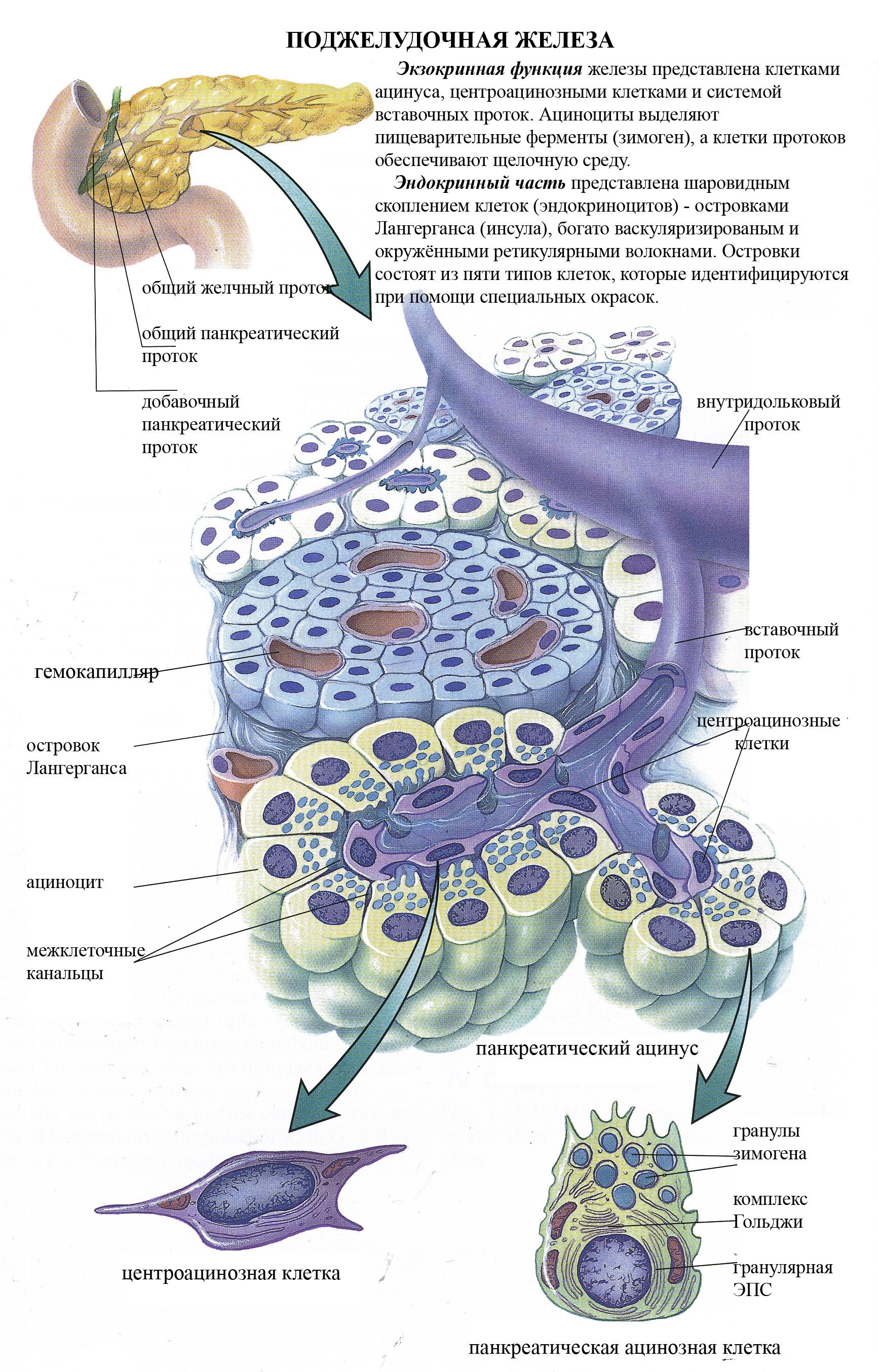 Виды клеток поджелудочной железы