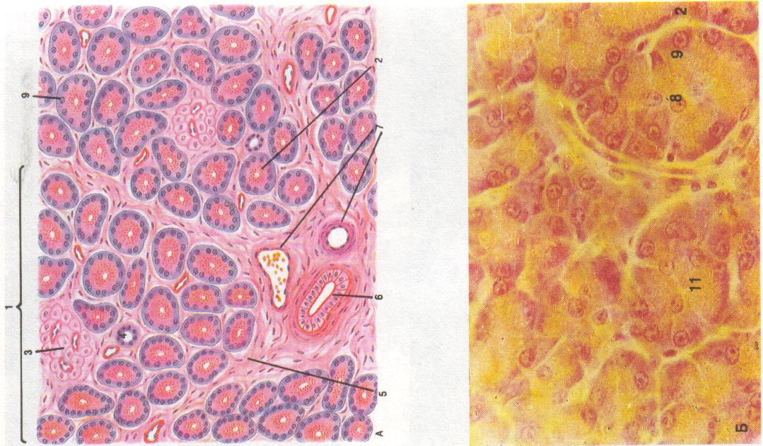 Секреторные клетки поджелудочной железы