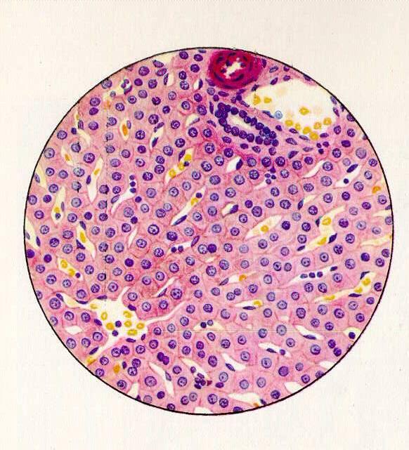 Какие клетки в печени. Гепатоциты печени гистология. Клетка печени гепатоцит. Многоядерные клетки печени.
