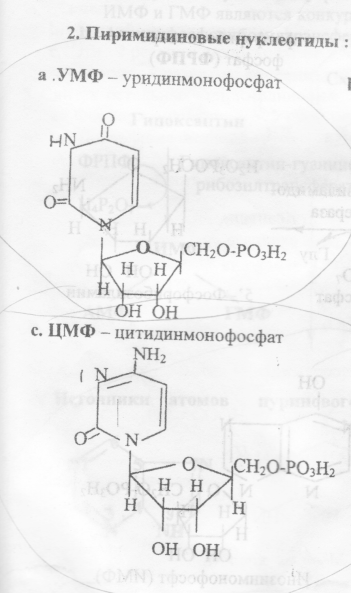 13 синтезы. Уридинмонофосфат. Нуклеотид уридинмонофосфат. Уридинмонофосфат биохимия. УМФ В ЦМФ.