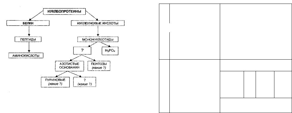 Схема переваривания нуклеопротеинов - 94 фото