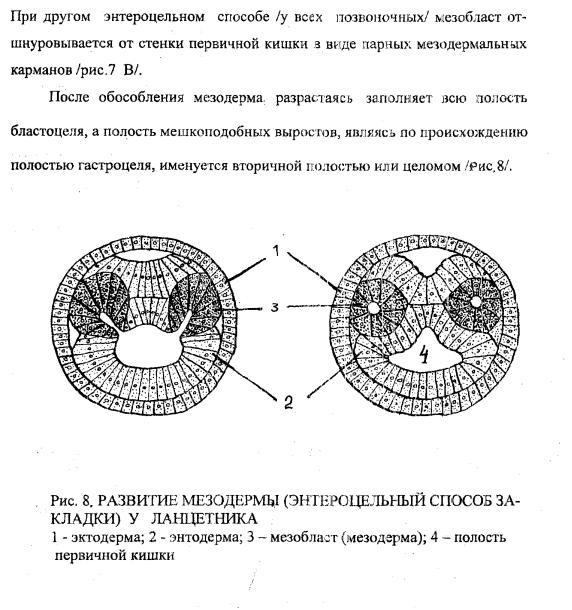 Формирование мезодермы
