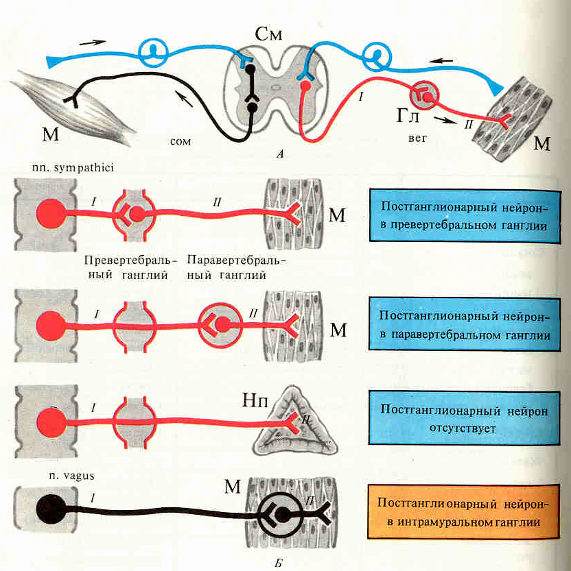 Путь рефлекторного импульса. Вегетативная парасимпатическая рефлекторная дуга схема. Схема строения рефлекторной дуги ВНС. Схема рефлекторной дуги симпатической нервной системы. Схема рефлекторной дуги вегетативного рефлекса.