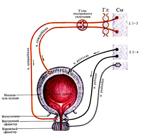 Нервный центр мочеиспускания. Регуляция мочевыделения физиология. Рецепторы мочевого пузыря схема. Рефлекторная дуга мочевого пузыря. Строение мочевого пузыря физиология.