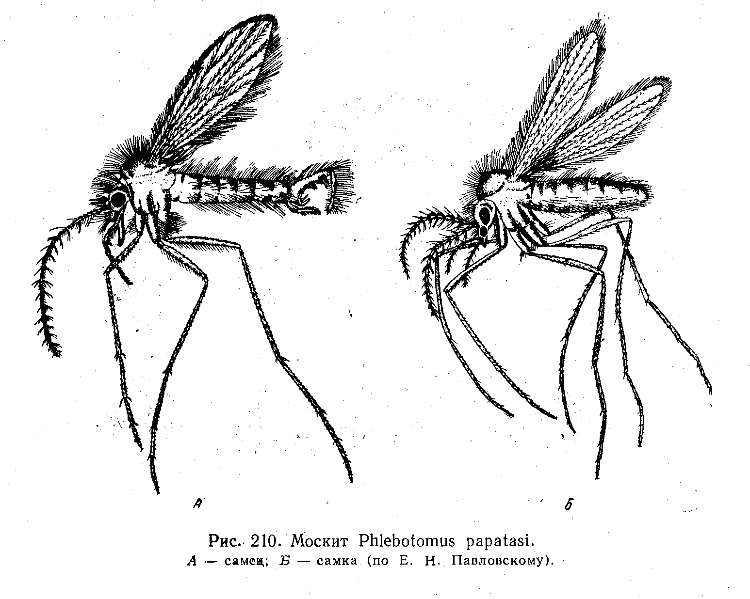 Комар малярийный комар членистоногие двукрылые. Строение москита Phlebotomus. Малярийный комар строение. Москит Phlebotomus papatasii строение. Москиты рода Phlebotomus.