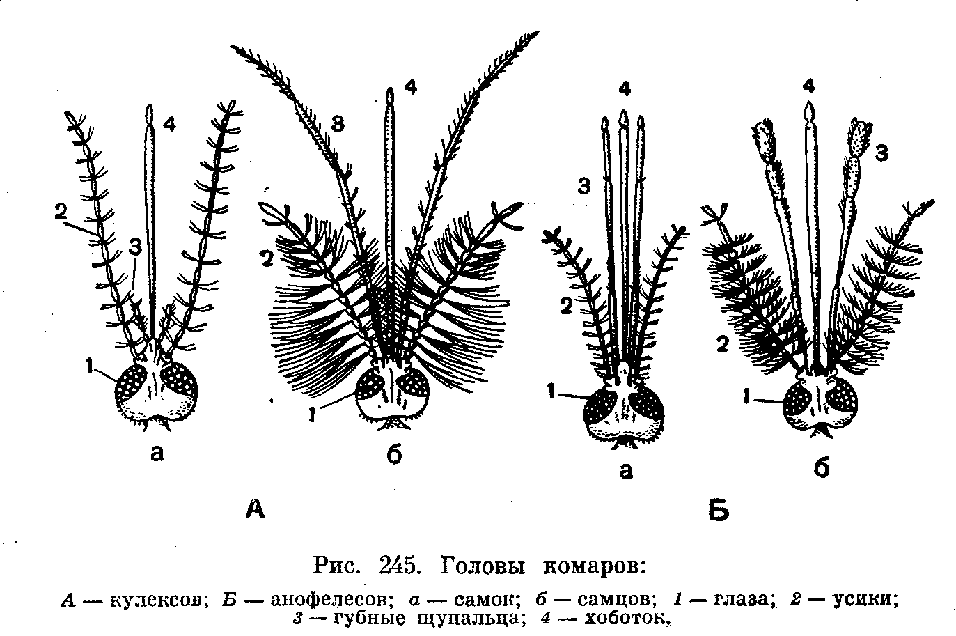 Личинка прямокрылых тип ротового аппарата. Голова самки комара рода Anopheles. Головы самок комаров Anopheles и Culex. Головка самца и самки обыкновенного комара и малярийного. Головка самки малярийного комара строение.