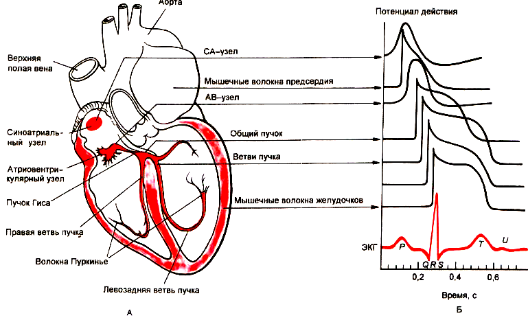 Проводящая система сердца анатомия рисунок