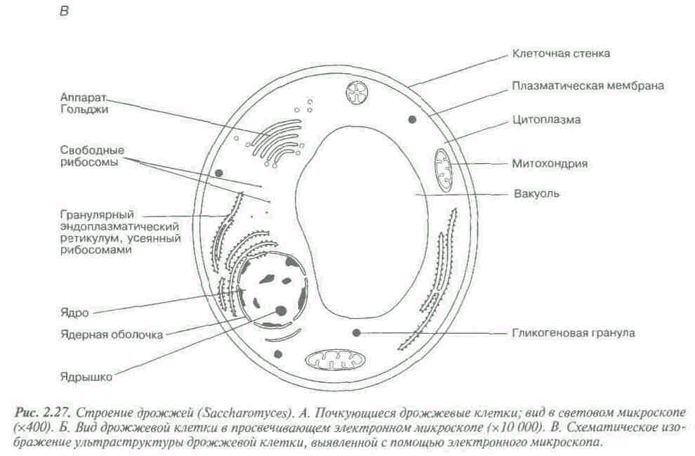 Строение клеток дрожжевых грибов какая наука