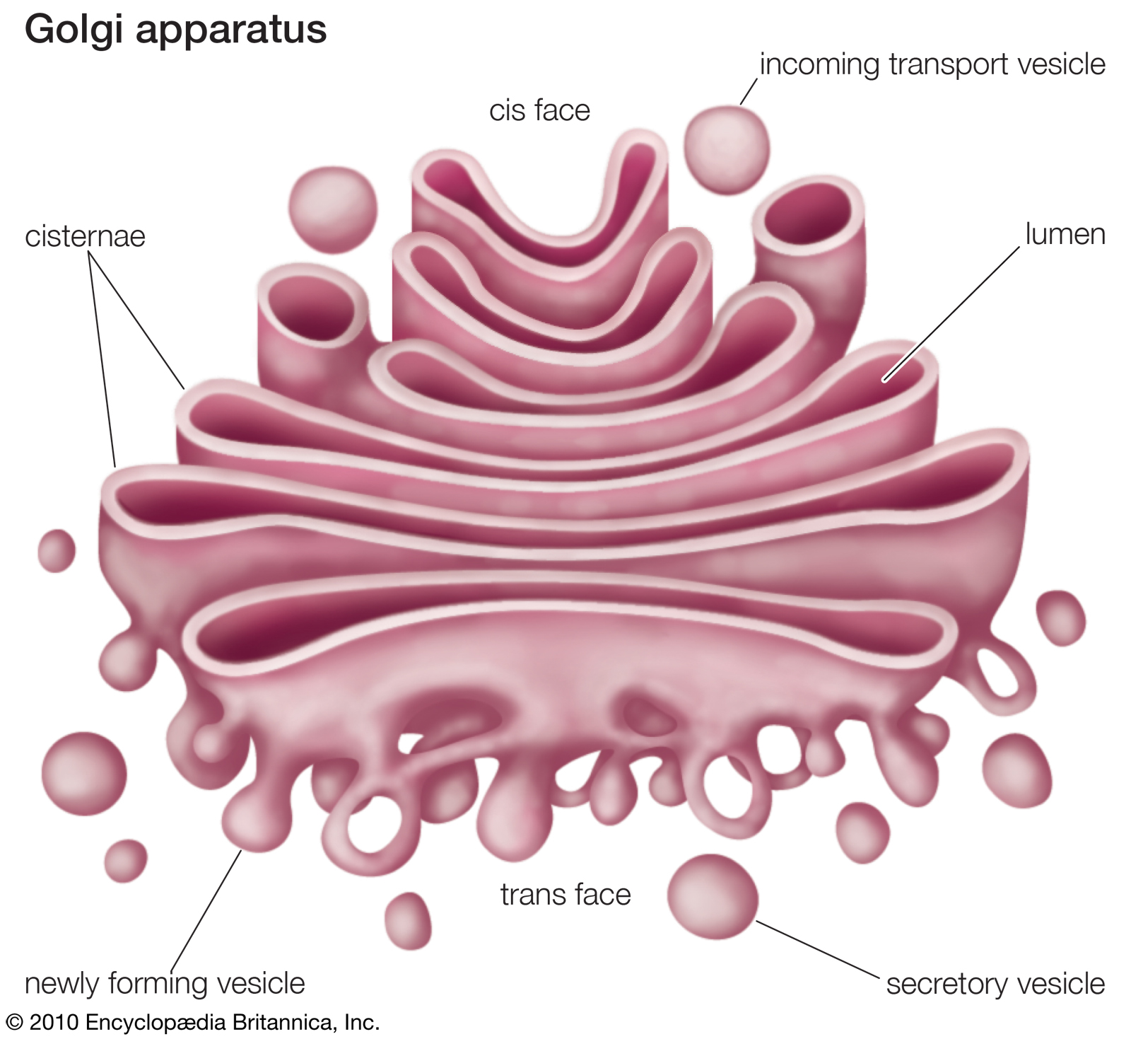 Мембранные органоиды клетки