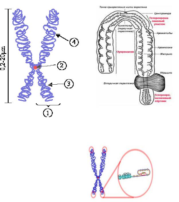 Внутреннее строение хромосом. Хромосома строение теломер. Схематическое строение хромосомы. Строение теломер хромосом петля. Хромосомы строение теломераза.