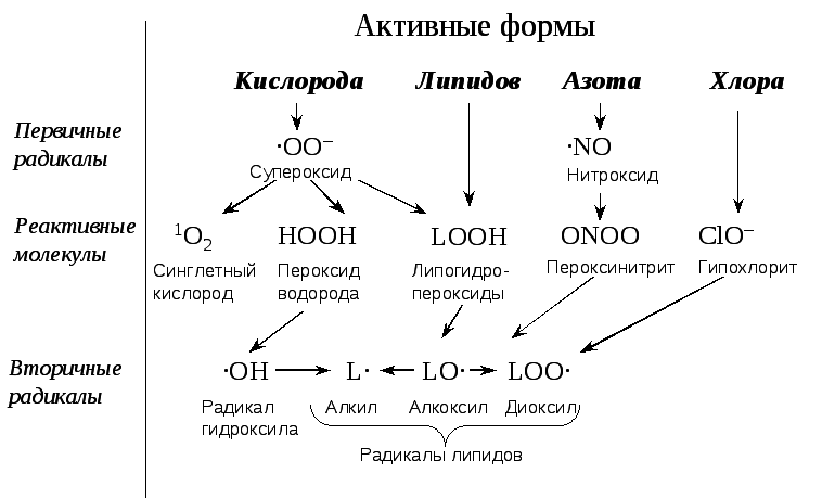 Пути использования кислорода. Активные формы кислорода биохимия таблица. Активные формы кислорода оксид азота. Классификация активных форм кислорода. Образование активных форм кислорода биохимия.