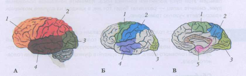 Тест по теме головной мозг. Зоны коры левого полушария головного мозга. Большие полушария головного мозга рис 81. Доли больших полушарий головного мозга 8 класс.