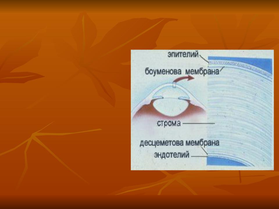 Из каких слоев состоит. Оболочки глаза боуменова оболочка. Роговица состоит из. Строение роговицы. Десцеметова оболочка роговица.
