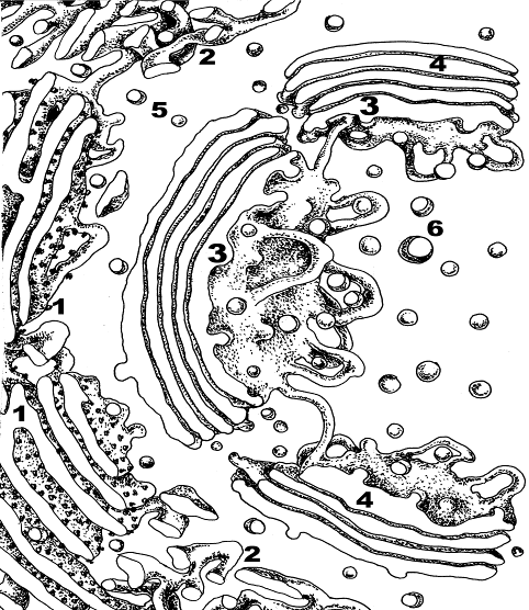 Эндоплазматическая рисунок. Комплекс Гольджи гранулярная ЭПС. Ультраструктура комплекса Гольджи. Гранулярная ЭПС схема. Ультраструктура ЭПС.