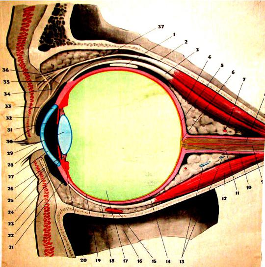 Зрительные нервы глазного яблока. Ретробульбарная клетчатка анатомия. Кровоснабжение ретробульбарная клетчатка. Ретробульбарная клетчатка глазницы.
