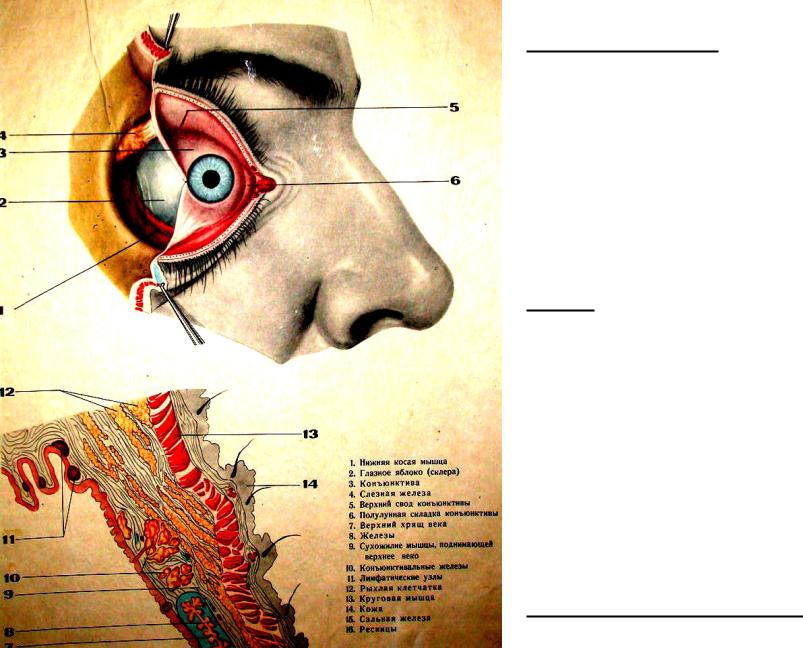 Глазные яблоки расположены в парных углублениях черепа. Глаз в глазнице анатомия. Строение глаза в глазнице. Расположение глаза в черепе. Строение глаза человека в черепе.