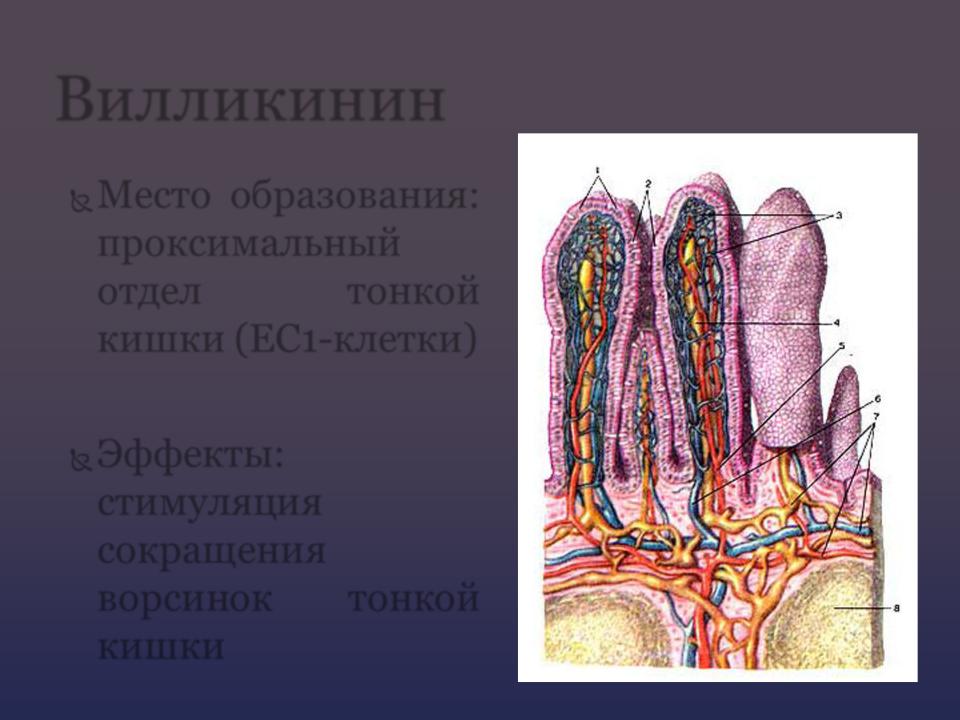 В ворсинках тонкого кишечника происходит. Кишечная Ворсинка гистология. Строма ворсинки тонкой кишки. Ворсинки тонкого кишечника.