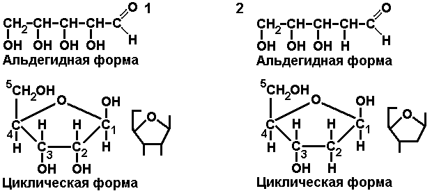 Рибоза входит в состав молекул. Альдегидная форма. Альдегидная форма рибозы. Альдегидная дезоксирибоза. Углеводы альдегидная форма.