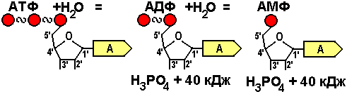 Атф кдж. Схема превращения АТФ В АДФ. Гидролиз макроэргических связей молекулы АТФ.