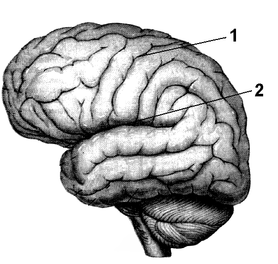 Центральная извилина мозга. Извилины коры головного мозга. Извилины полушарий головного мозга. Борозды и извилины полушарий головного мозга.