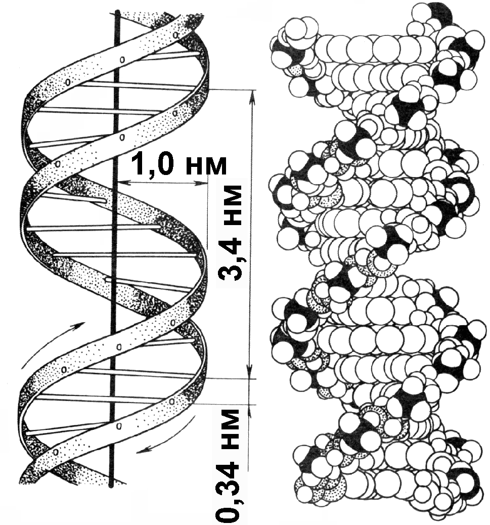 Какая молекула днк в ядре. Схема двупочечной молекулы ДНК. Строение двухцепочечной молекулы ДНК. Схема двухцепочечной молекулы ДНК. Схема строения молекулы ДНК.