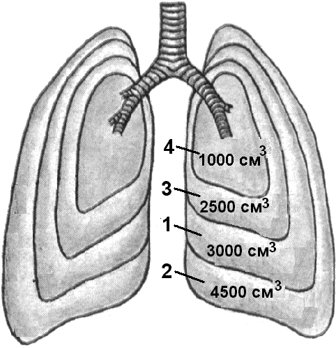 Схемы функционального деления общей емкости легких