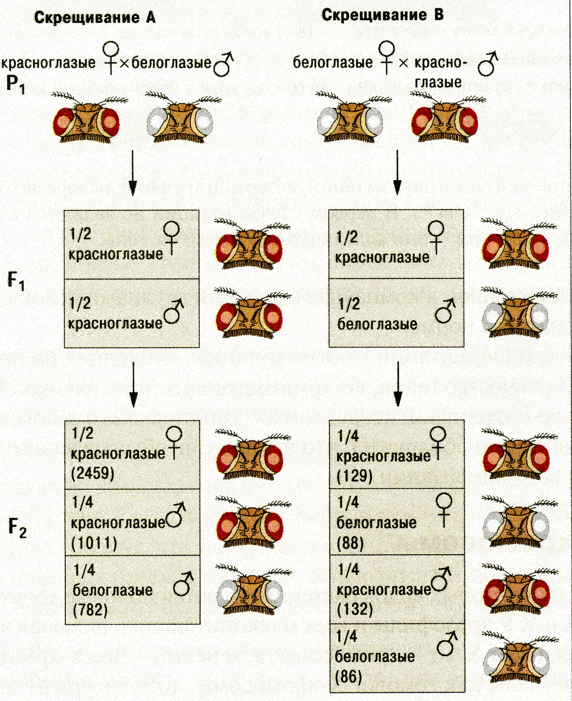 Скрещивание глаз. Реципрокное скрещивание схема. Реципрокное скрещивание дрозофилы. Задачи генетика реципрокное скрещивание. Сцепленное наследование /схема скрещивания дрозофилы.