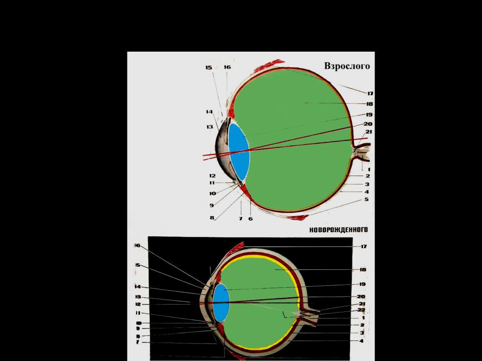 Глазное яблоко в разрезе. Глазное яблоко разрез в горизонтальной плоскости. Размер глазного яблока. Размер глазного яблока человека.
