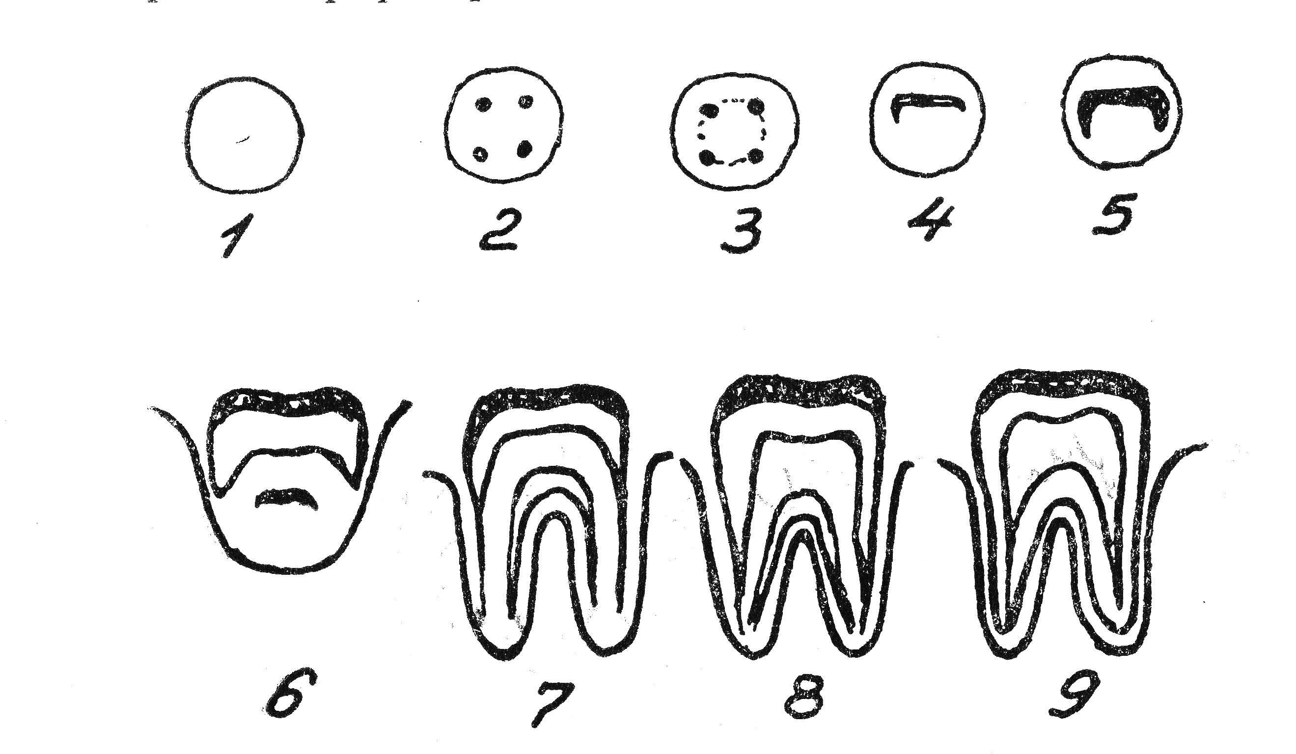Рентгеноанатомия зубов. Стадия несформированного корня. Фолликул постоянного зуба. Строение зуба периодонтит. Развитие зубов у человека