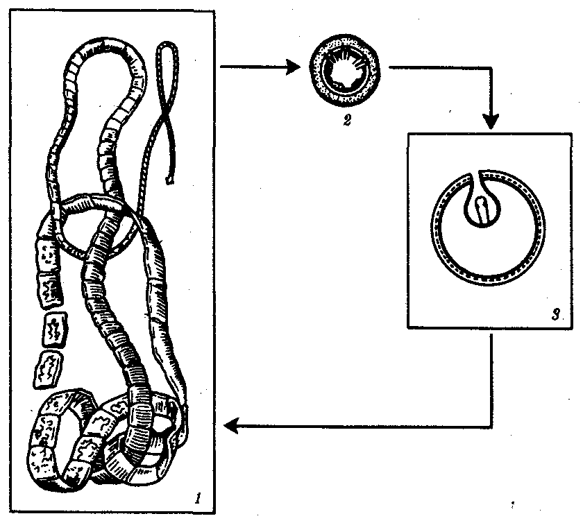 Цикл ленточных червей. Жизненный цикл ленточного червя схема. Схема цикла червя ленточного. Цикл развития ленточных червей схема. Схема развития ленточного червя.