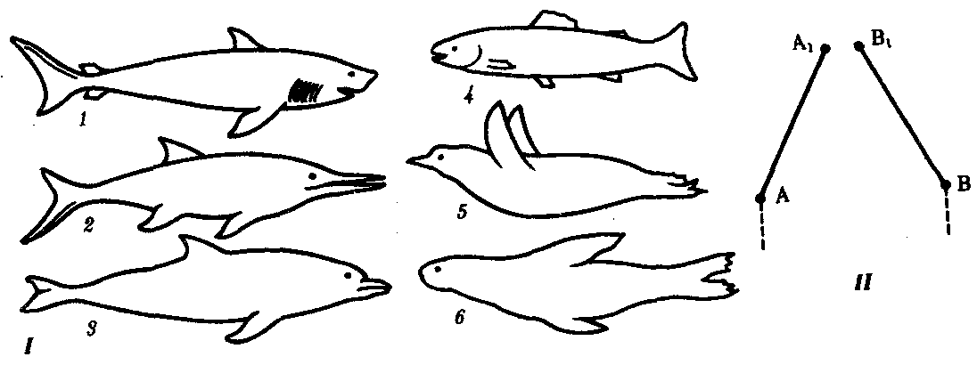 Латимерия биологический прогресс. Конвергенция Дельфин. Конвергенция акула Ихтиозавр Дельфин. Конвергентная Эволюция формы тела позвоночных. Параллельная Эволюция схема.
