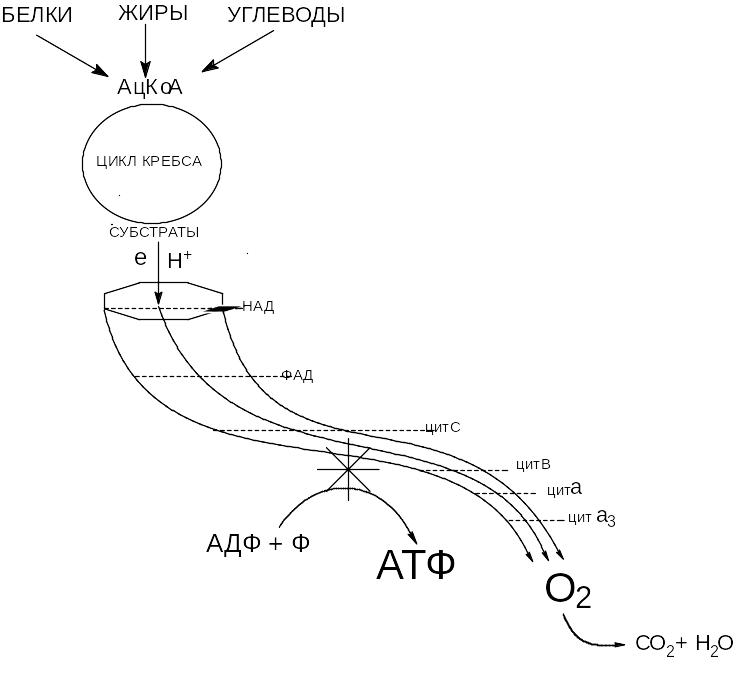 Синтез атф цикл кребса. Схема гликолиза и цикла Кребса. Цикл Кребса схема. Цикл Кребса схема биохимия. Цикл Кребса схема формулы.