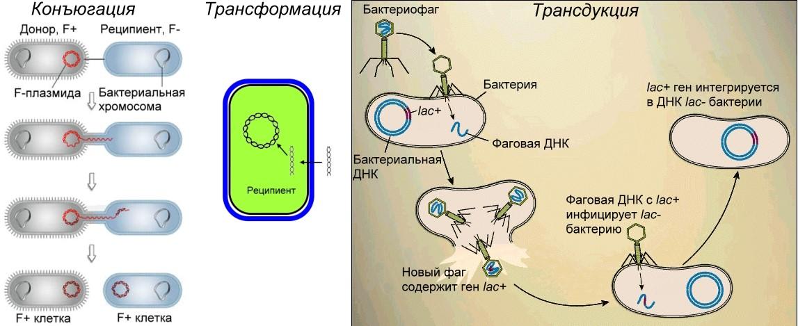 В клетках прокариот днк. Генетические рекомбинации трансформация трансдукция конъюгация. Генетическая рекомбинация у бактерий схема. Типы рекомбинации у бактерий. Трансформация конъюгация трансдукция схема.