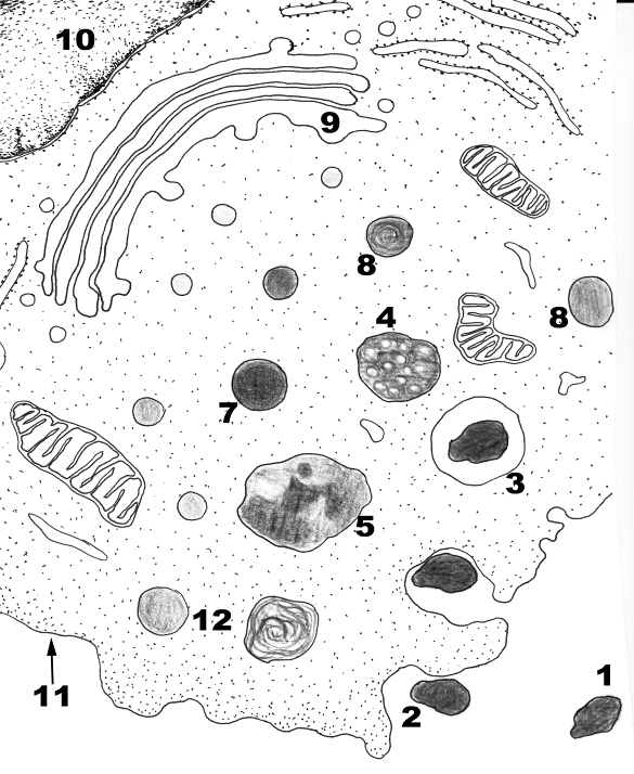 Лизосомы рисунок. Клетка со структурой фагосомы. Фагосомы в растительной клетке. Образование фаголизосомы схема. Фаголизосома