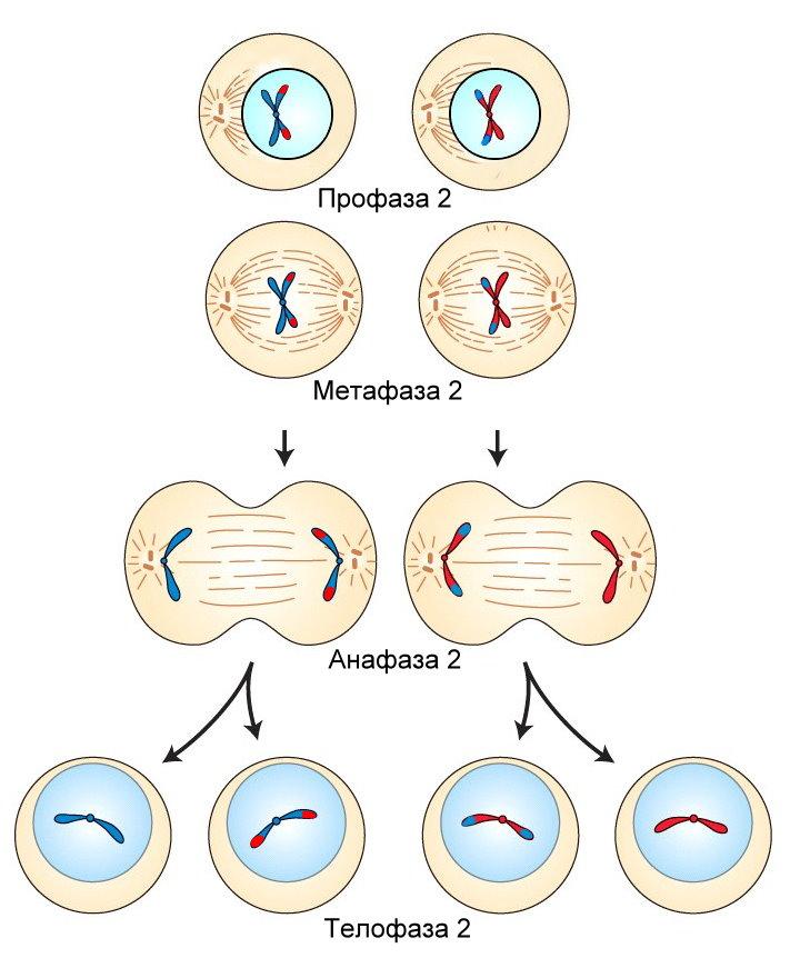 Второй фазой деления клетки. Мейоз 2 деление. Фазы мейоза 2 деление. Мейоз 2 редукционное деление. Фаза первого деления мейоза рисунок.